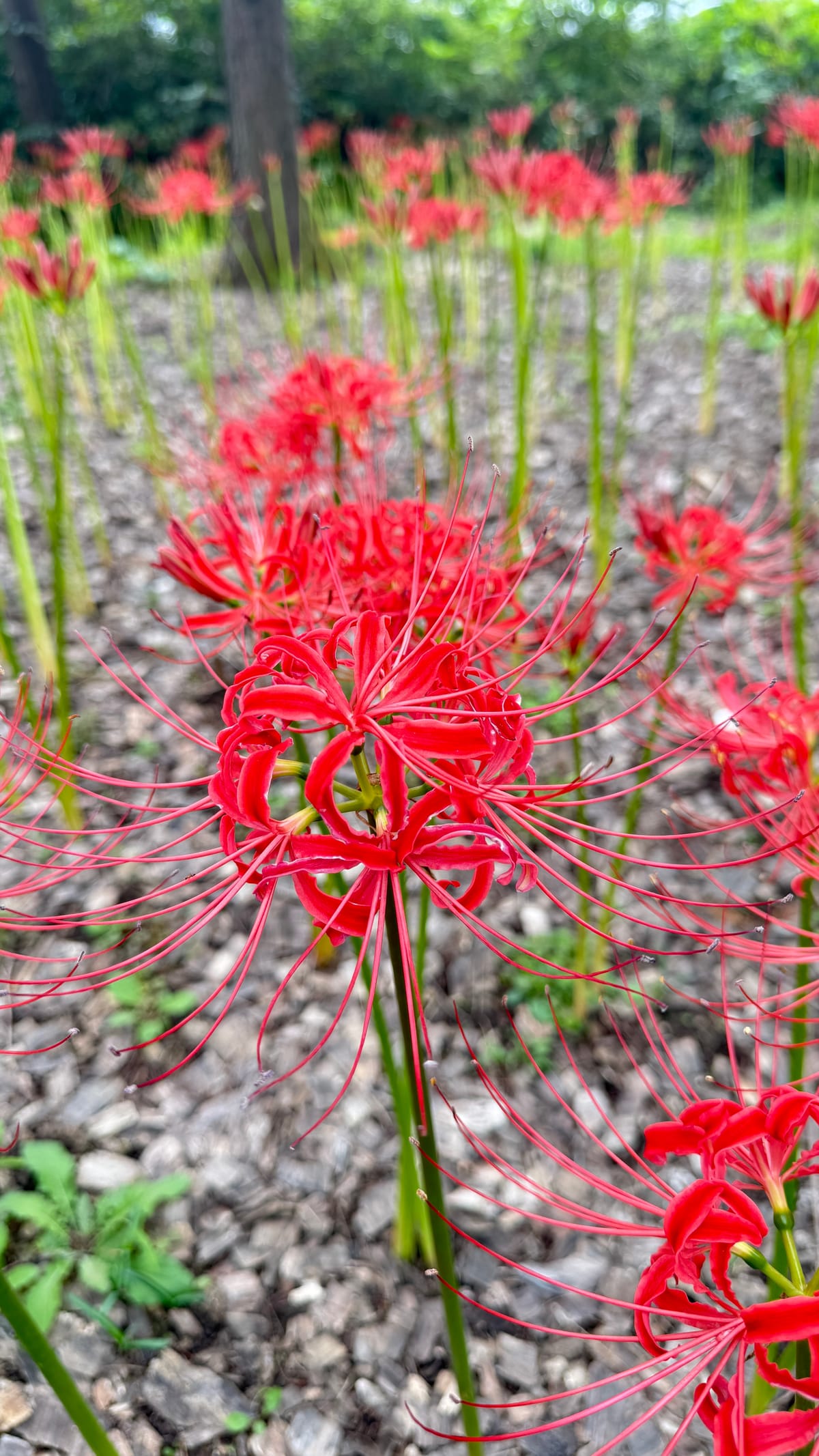 월드컵경기장 근처 산책길